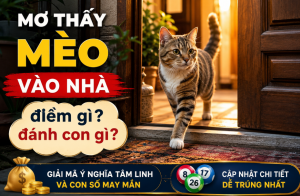 Mơ thấy mèo vào nhà điềm gì đánh con gì